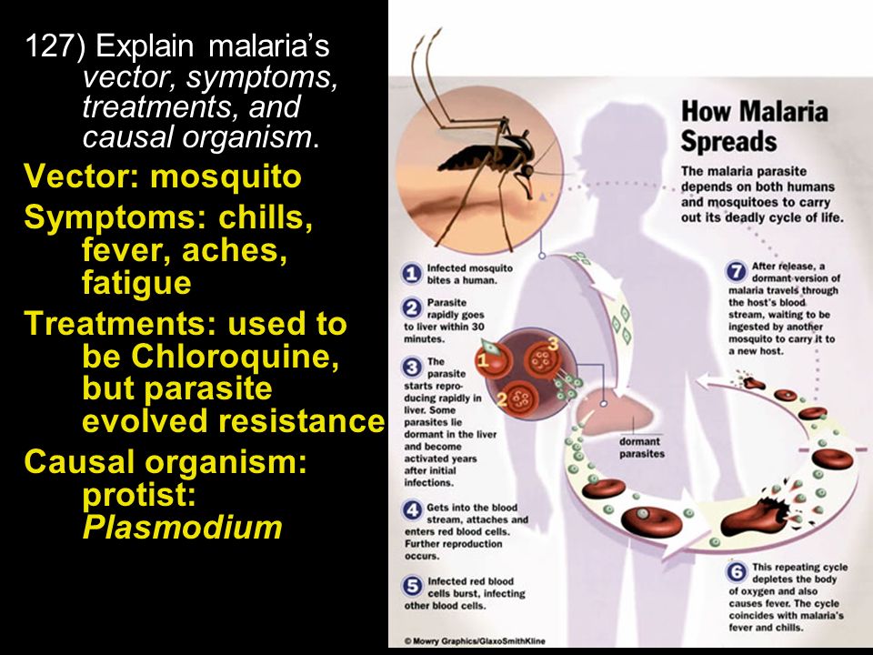 Como se puede curar la malaria